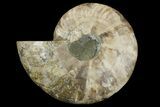Cut & Polished Ammonite Fossil (Half) - Crystal Chambers #158027-1